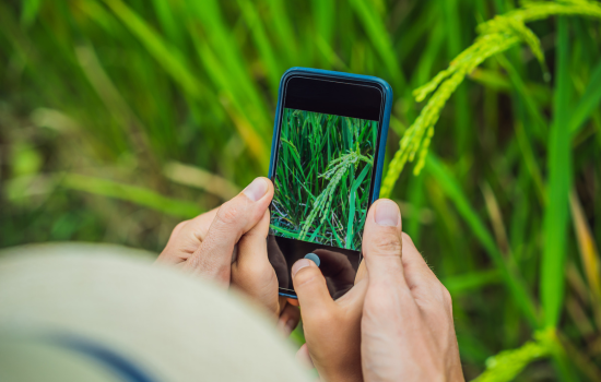 Alkalmazások növények azonosítására mobiltelefonja segítségével