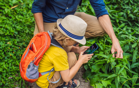 Os 3 Melhores Aplicativos para Identificar Plantas Grátis