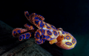 Mistérios do oceano: animais incríveis!