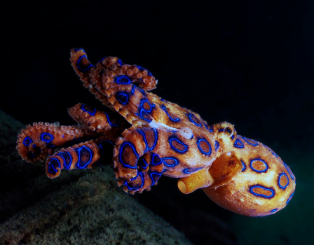 Mysteries of the ocean: incredible animals!