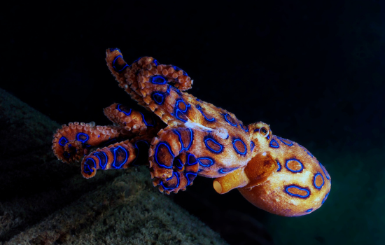 Mistérios do oceano: animais incríveis!